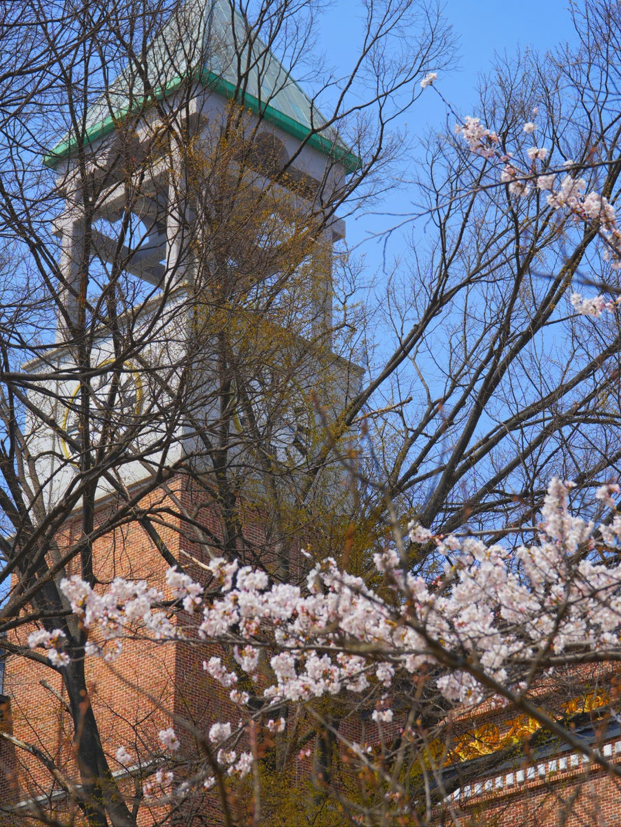 Membership training & cherry blossoms, 2025 — 6